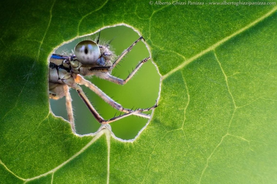 Dragonfly in a hole in a leaf